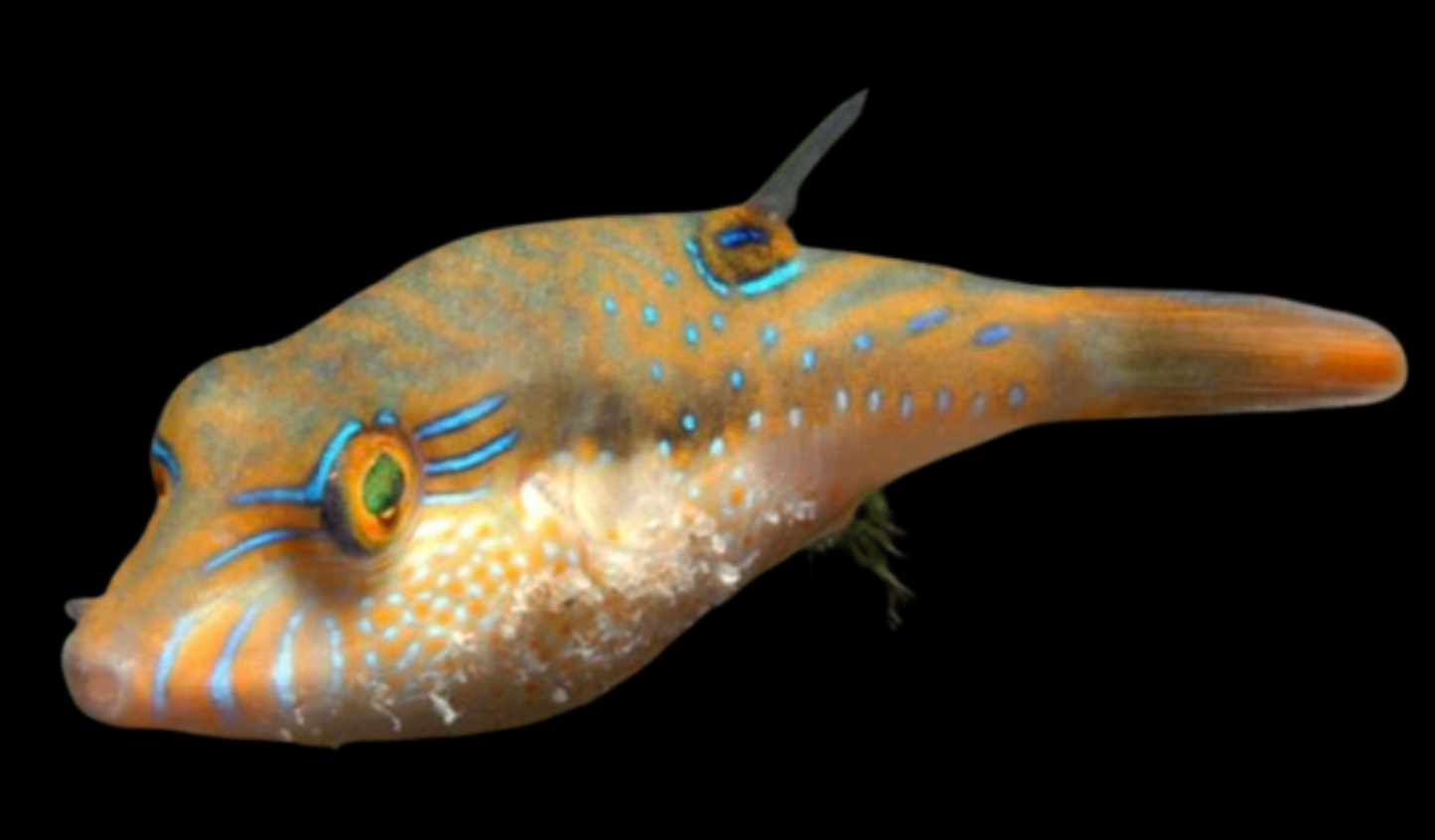 Bennett's Sharpnose Pufferfish