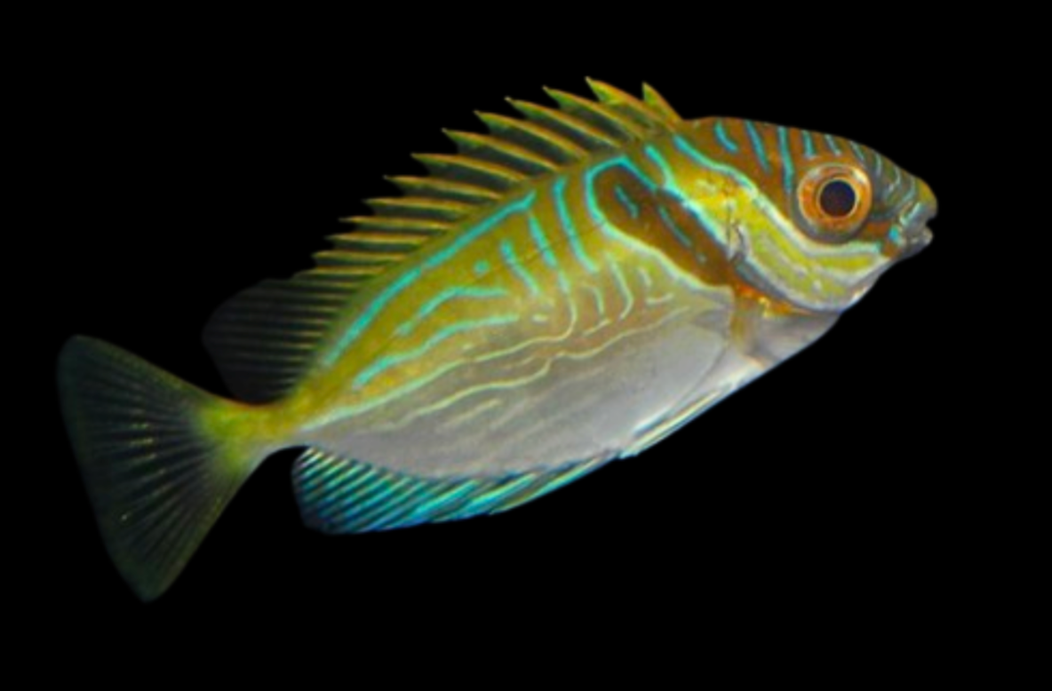 Two Bar Rabbitfish