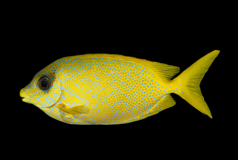 Blue Spotted Rabbitfish