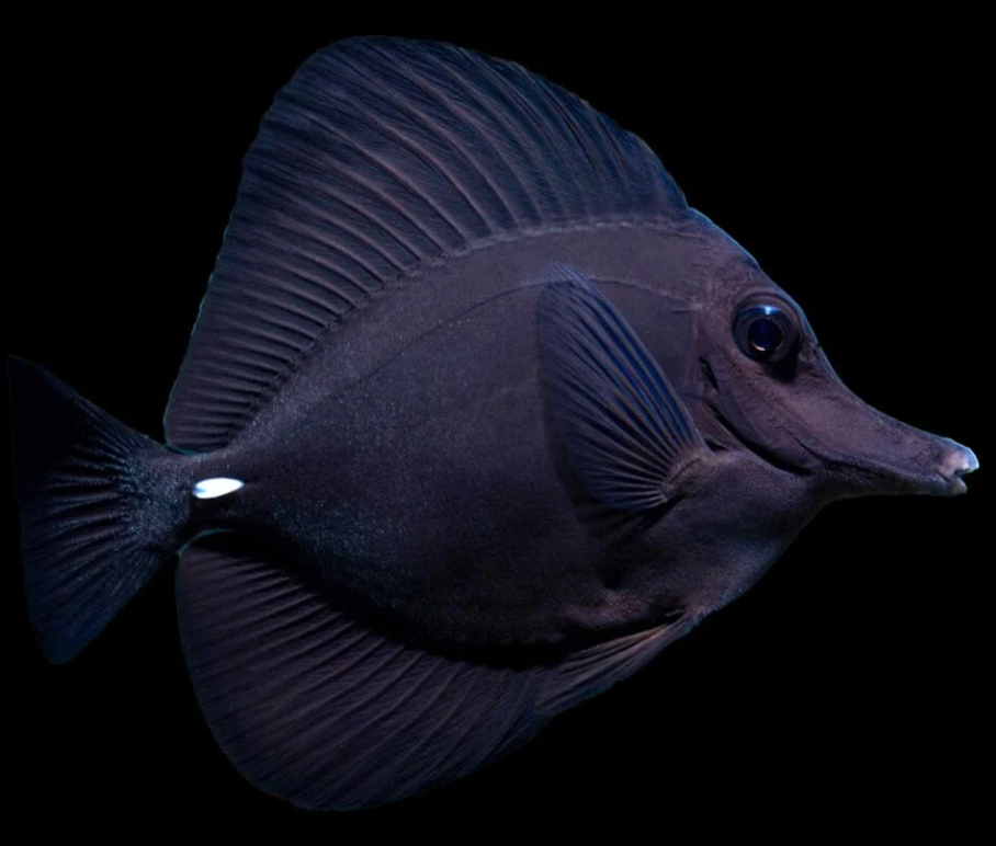 Black Longnose Tang