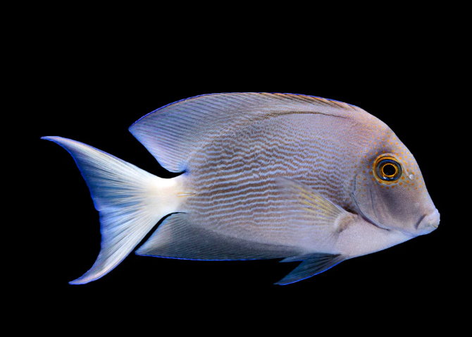 Dussumier Tang