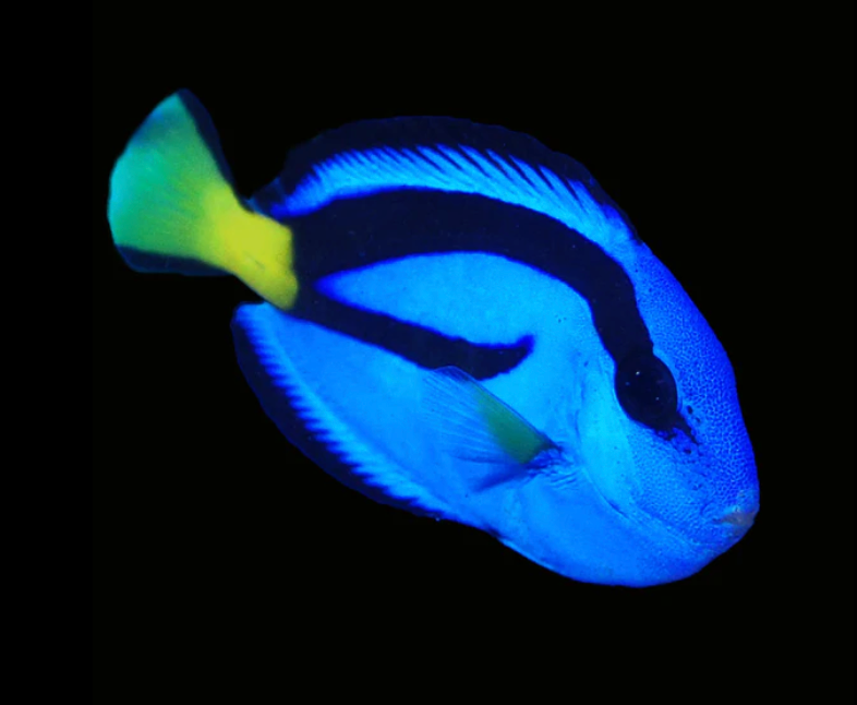 Blue Hippo Tang