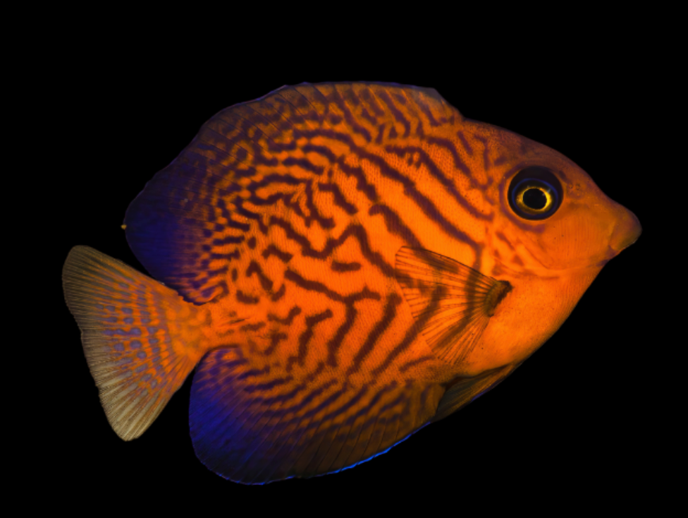 Chevron Tang