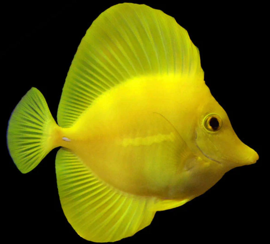 CB Yellow Tang