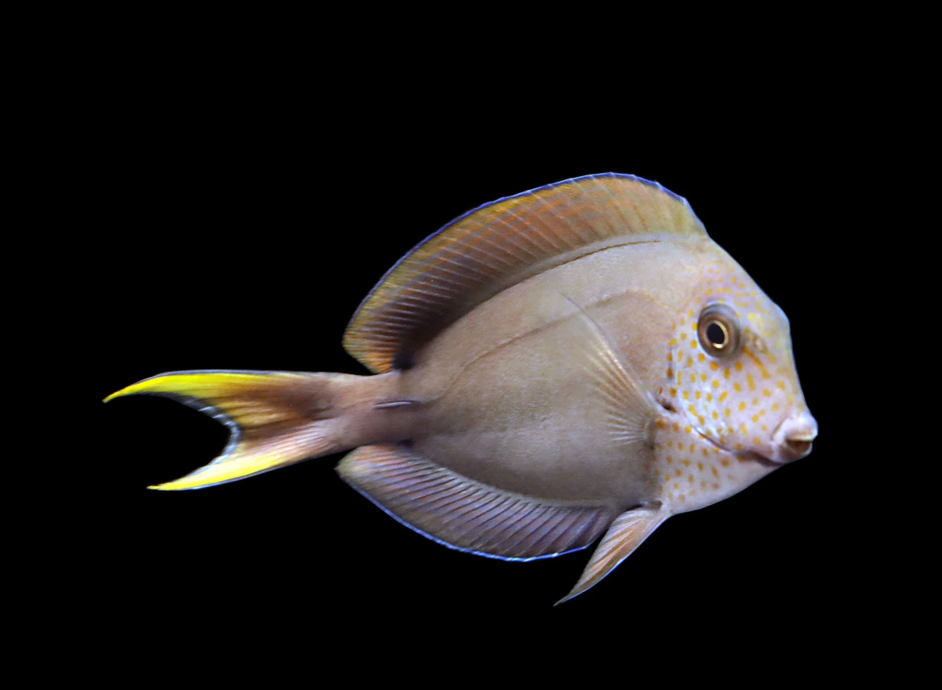 Lavender Tang