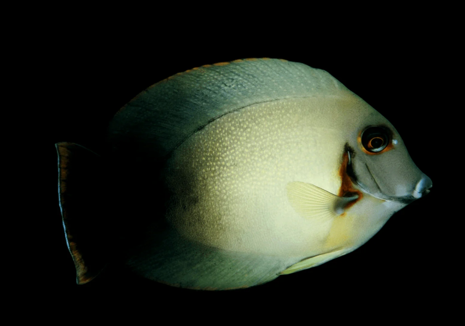 Mimic Half Black Tang