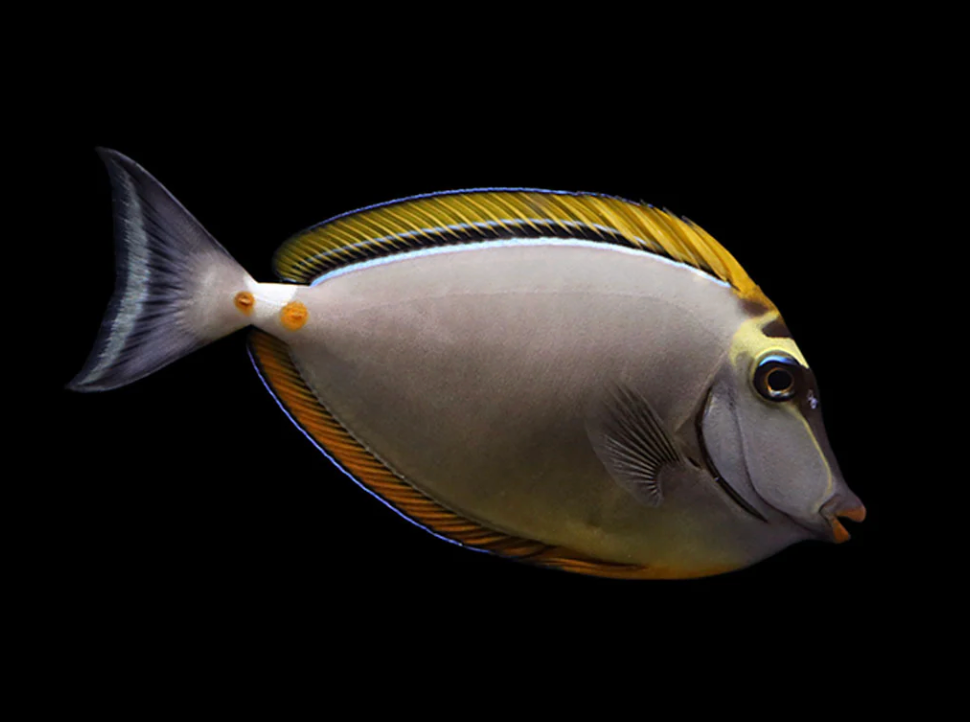 Naso Tang
