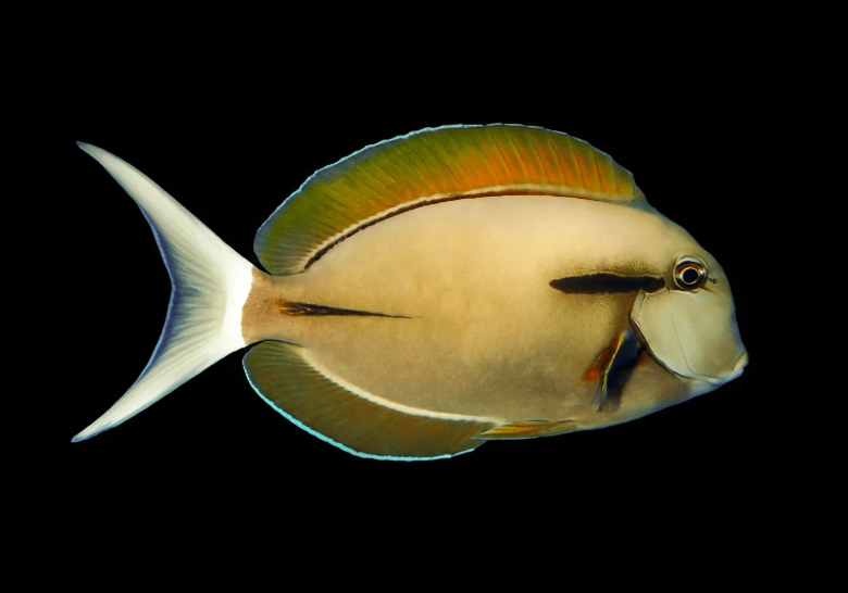 Epaulette Tang