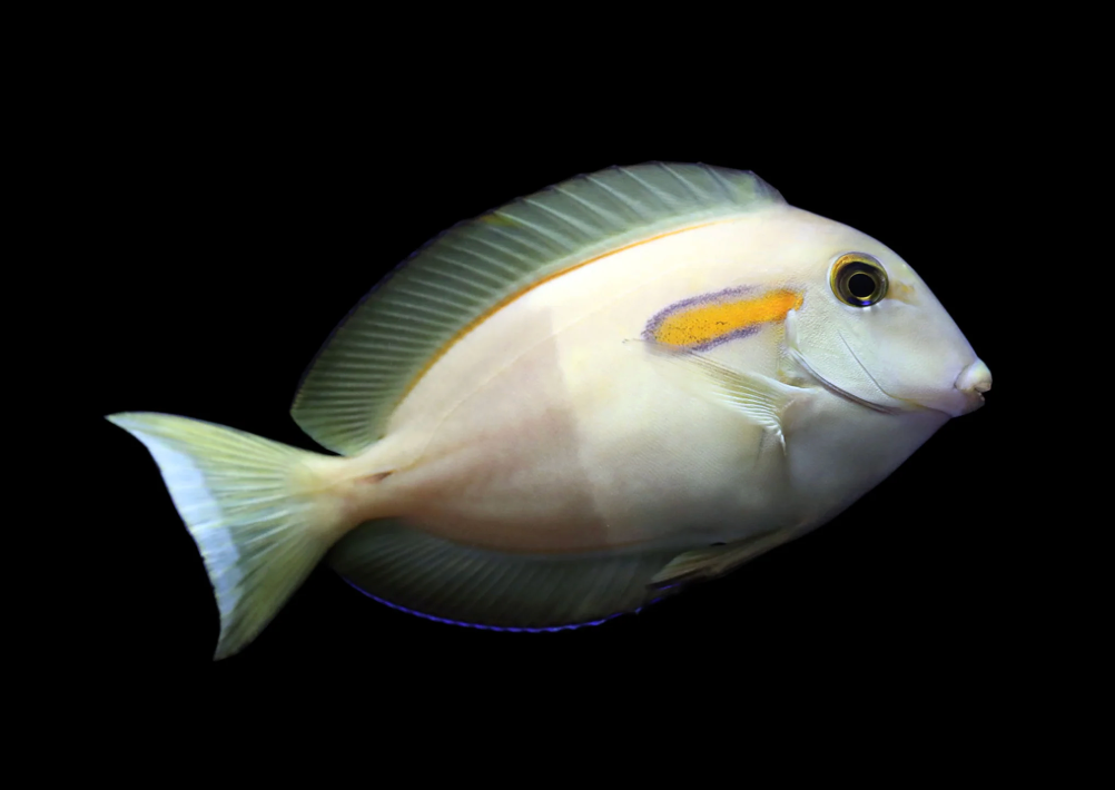 Orange Shoulder Tang