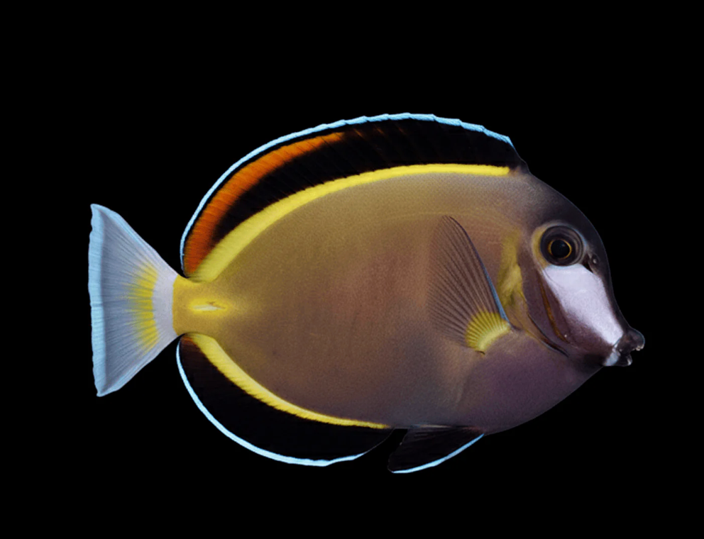 Powder Brown Tang
