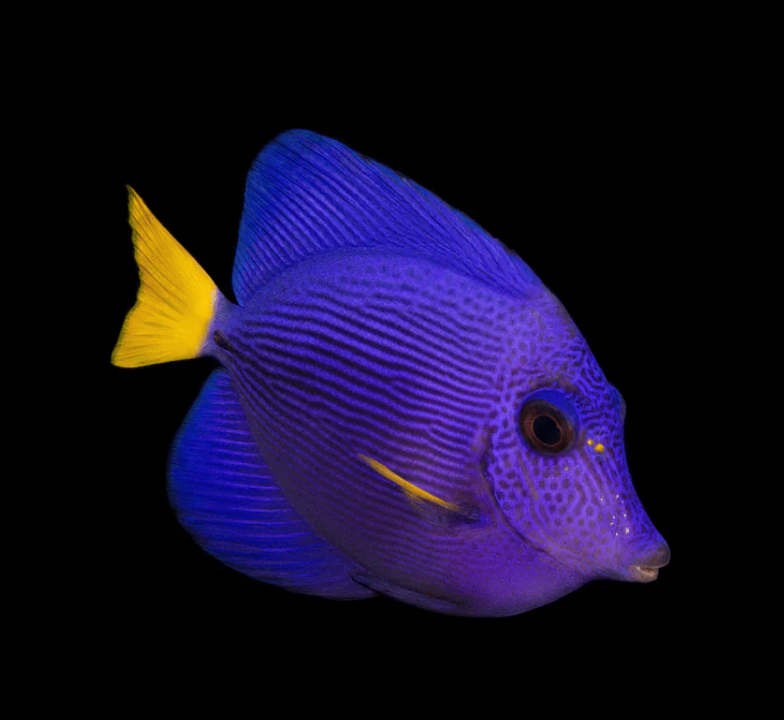 Purple Tang