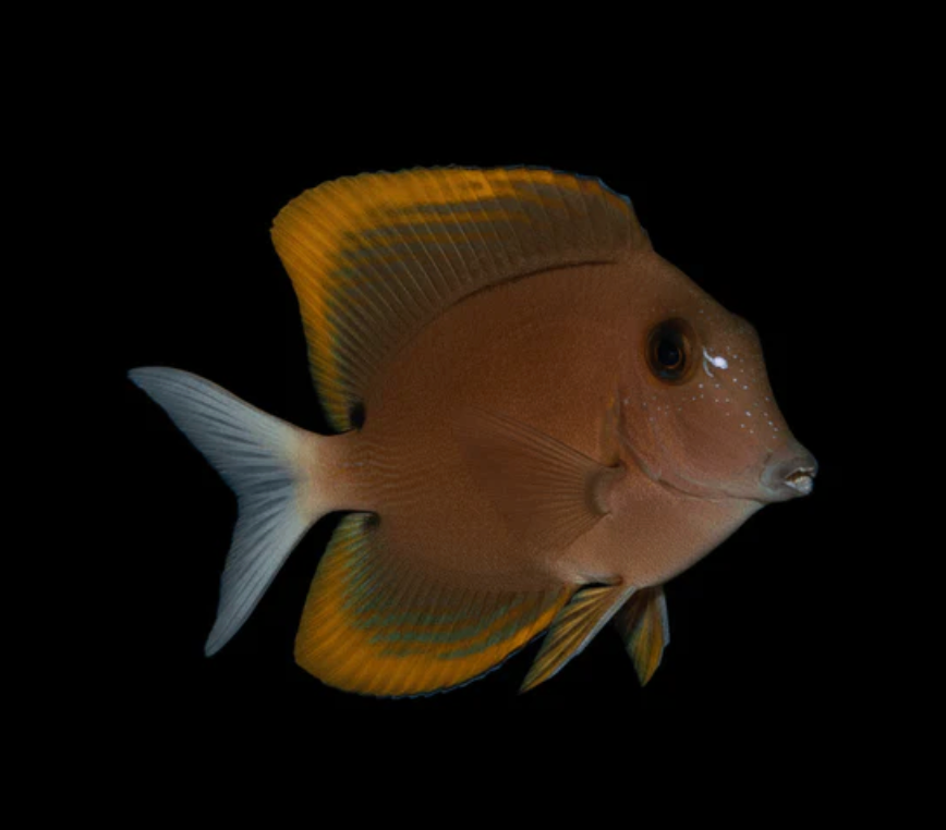 Short Tail Bristletooth Tang