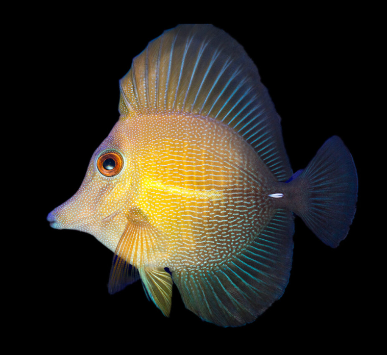 Scopas Tang
