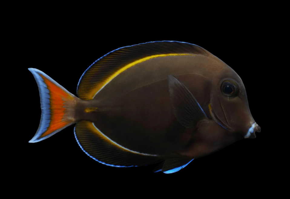 White Cheek Tang