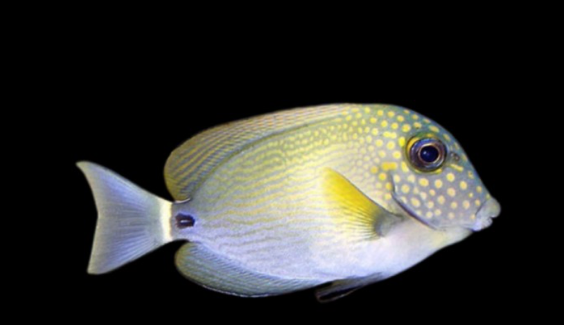 White Freckled Tang