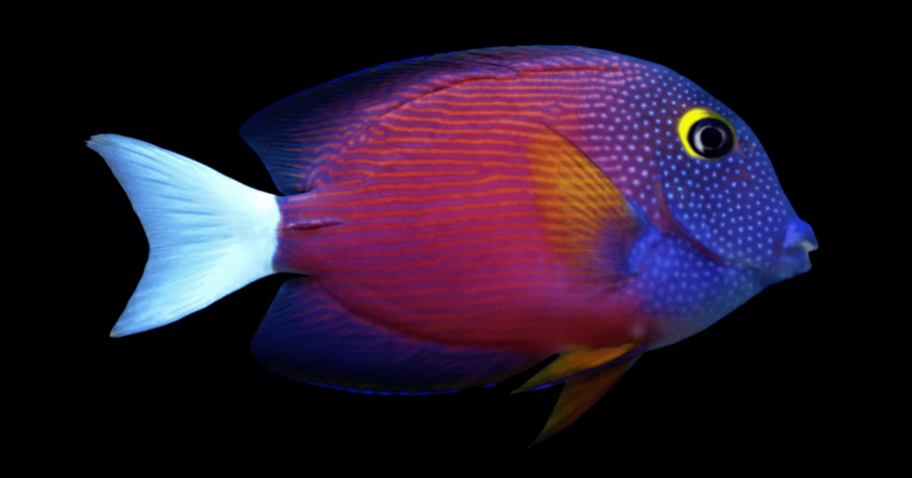 Whitetail Bristletooth Tang