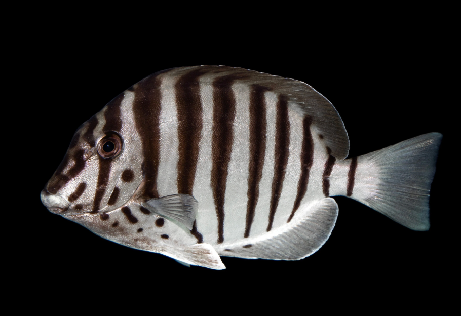 Zebra Tang