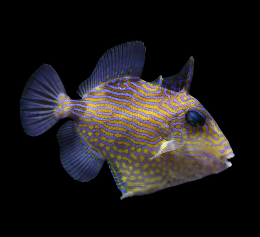 Blue Line Triggerfish