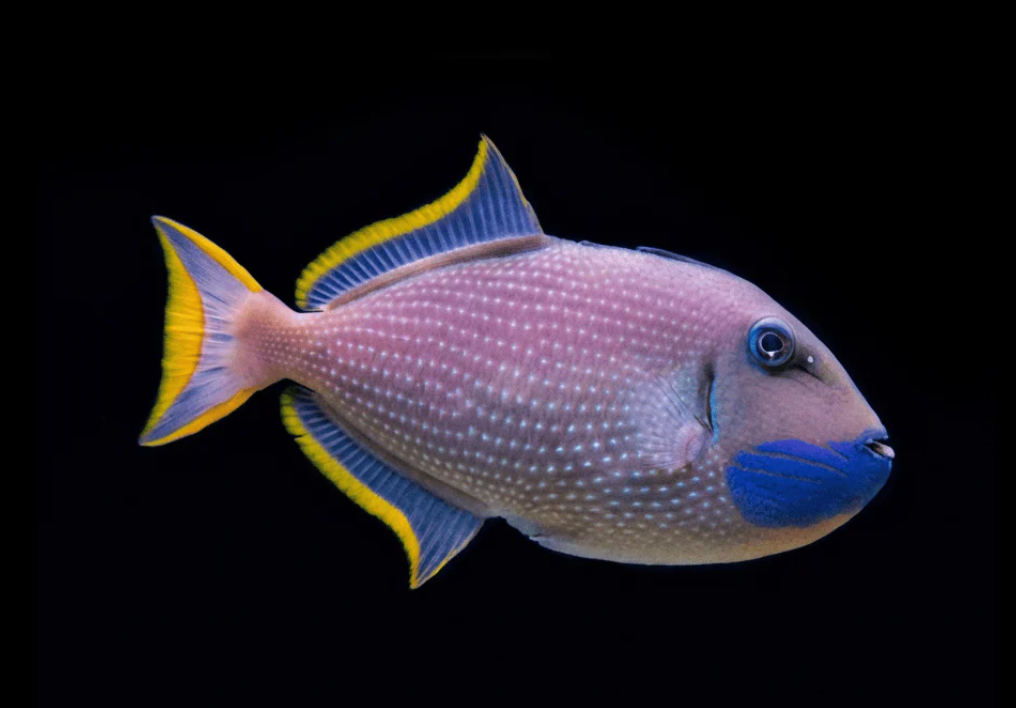 Blue Throat Triggerfish