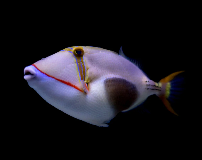 Bursa Triggerfish