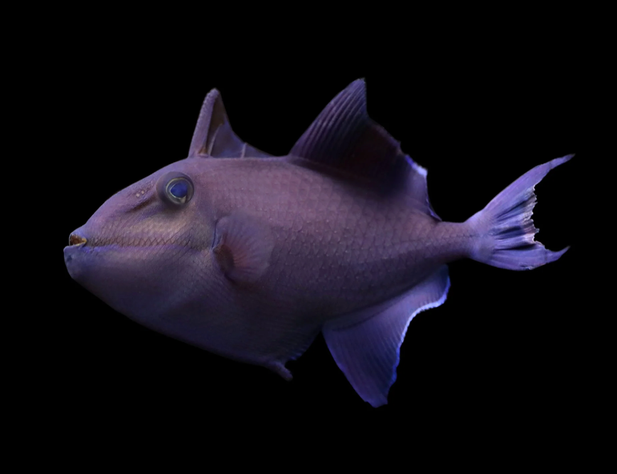 Niger Triggerfish