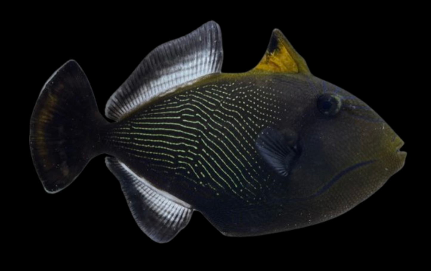 Indian Black Triggerfish