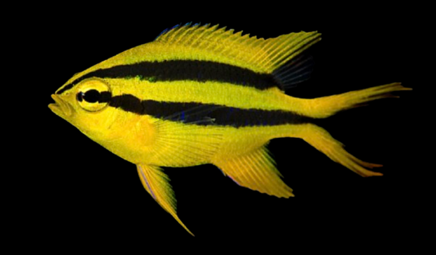 Black & Gold Chromis
