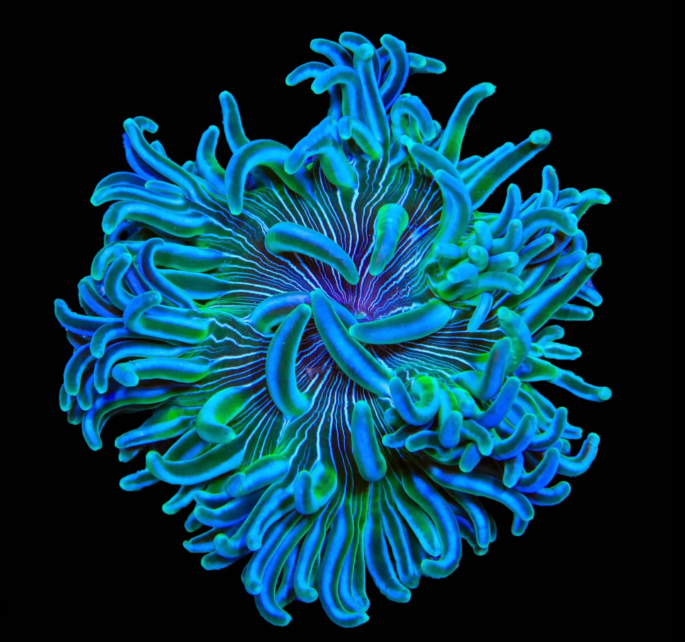 Long Tentacle Anemone