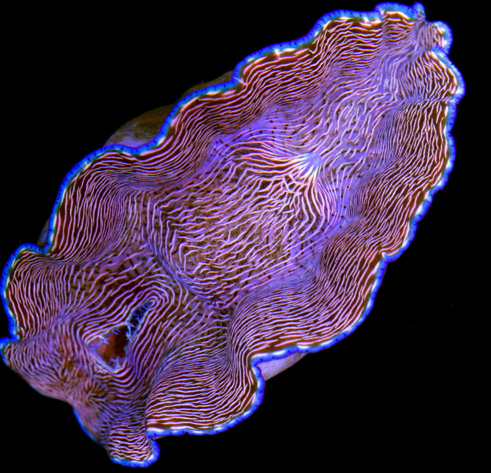 Blue Rim Derasa Clam
