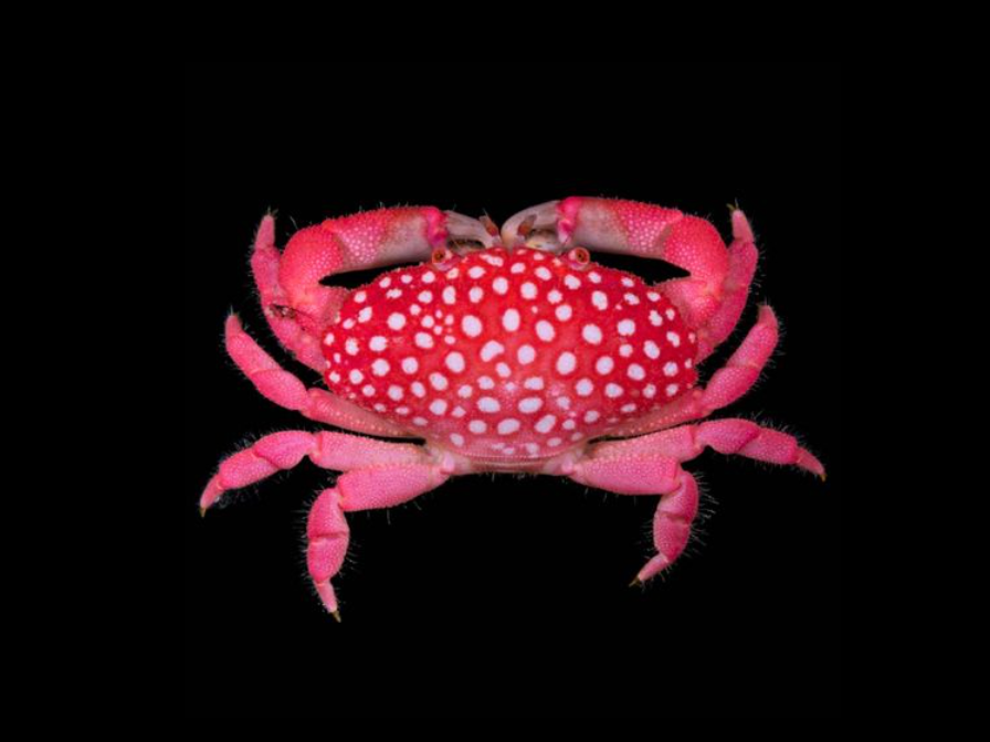Strawberry Crab