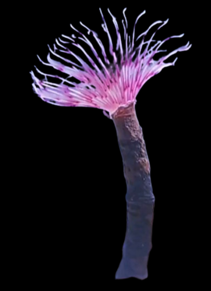 Pink Dwarf Feather Duster