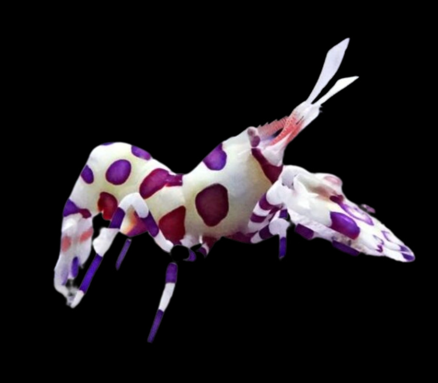 Harlequin Shrimp