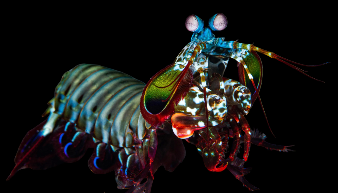Peacock Mantis Shrimp