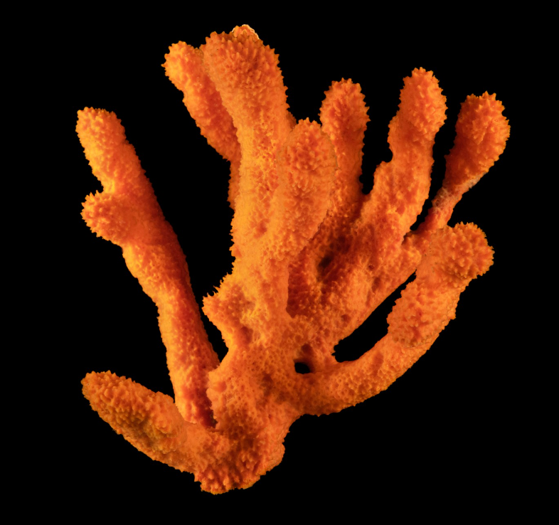 Red Tree Sponge