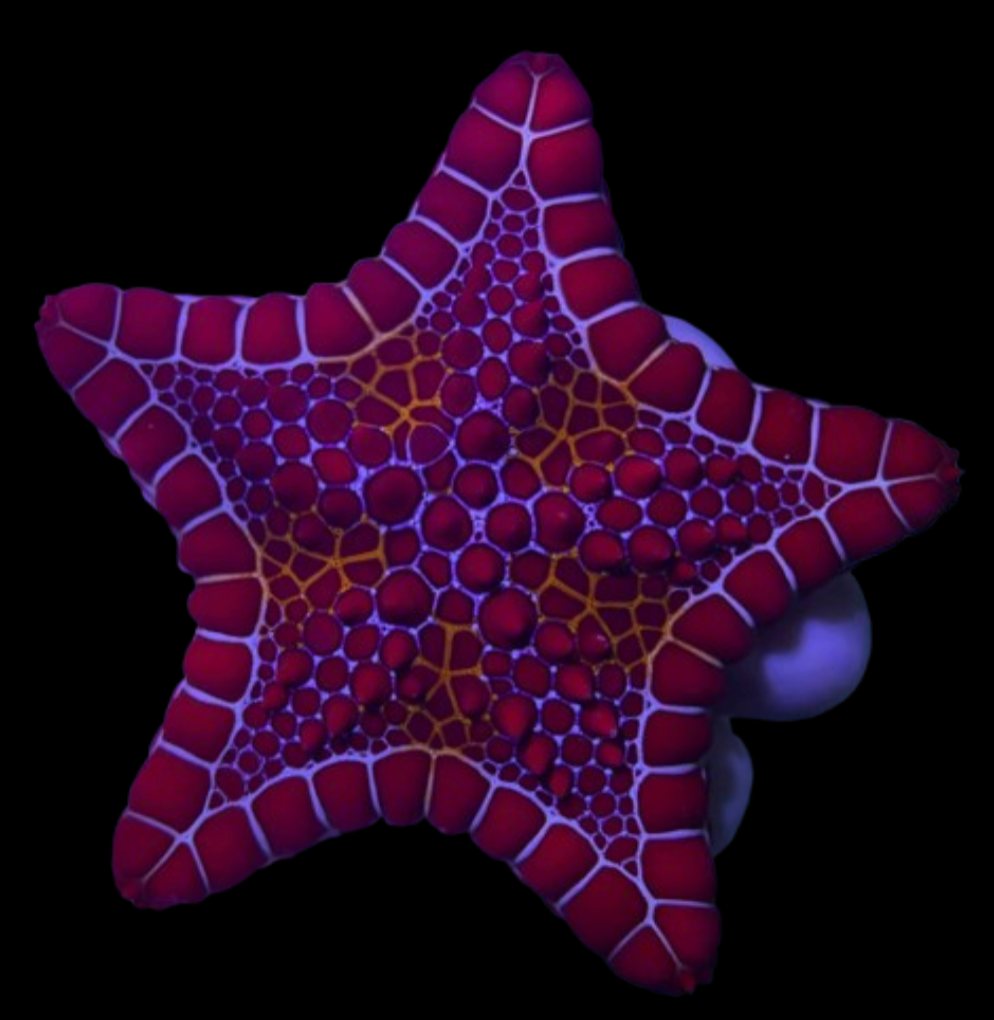 Biscuit Sea Star