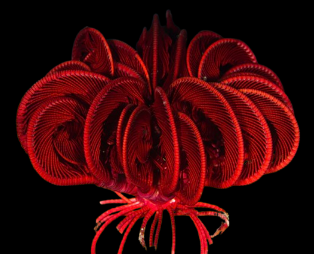 Feather Sea Star