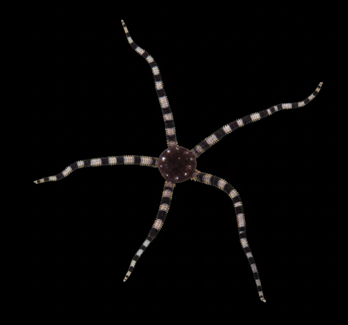 Serpent Sea Star
