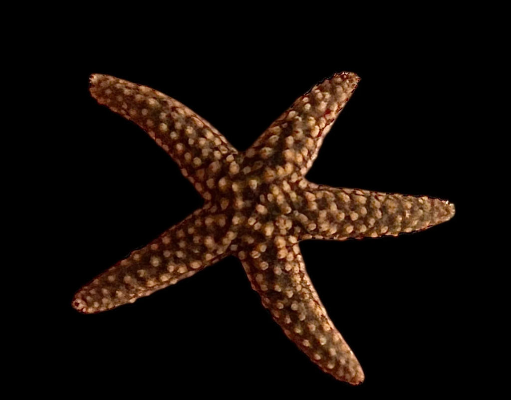 Spiny Sea Star