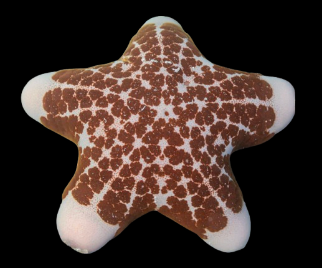 Granulated Sea Star