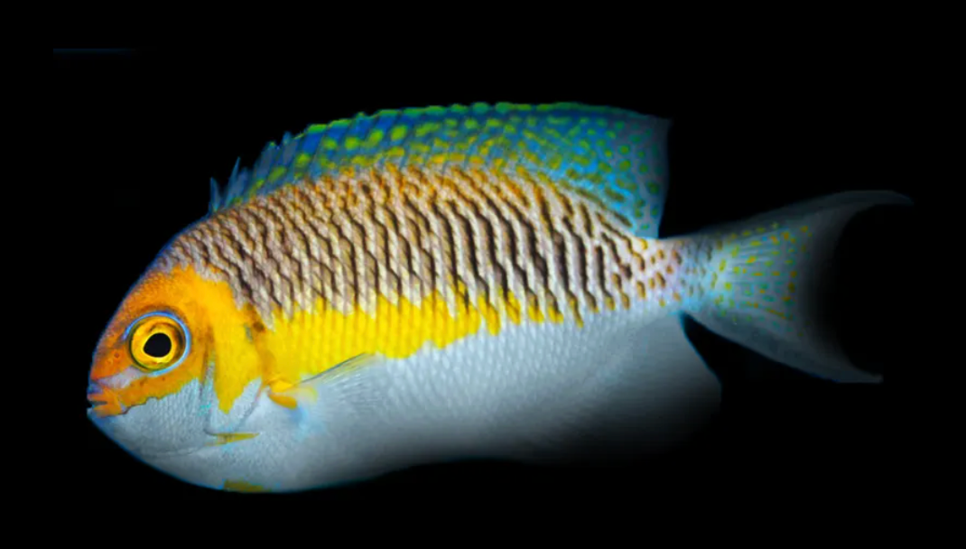Masked Swallowtail Angelfish (Japan)