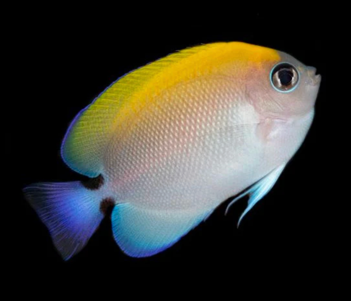 Spotbreast Swallowtail Angelfish