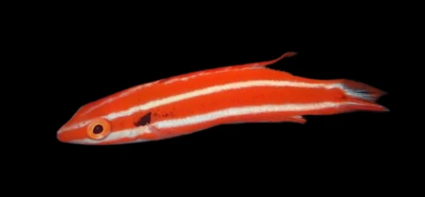 Neopercularis Hogfish