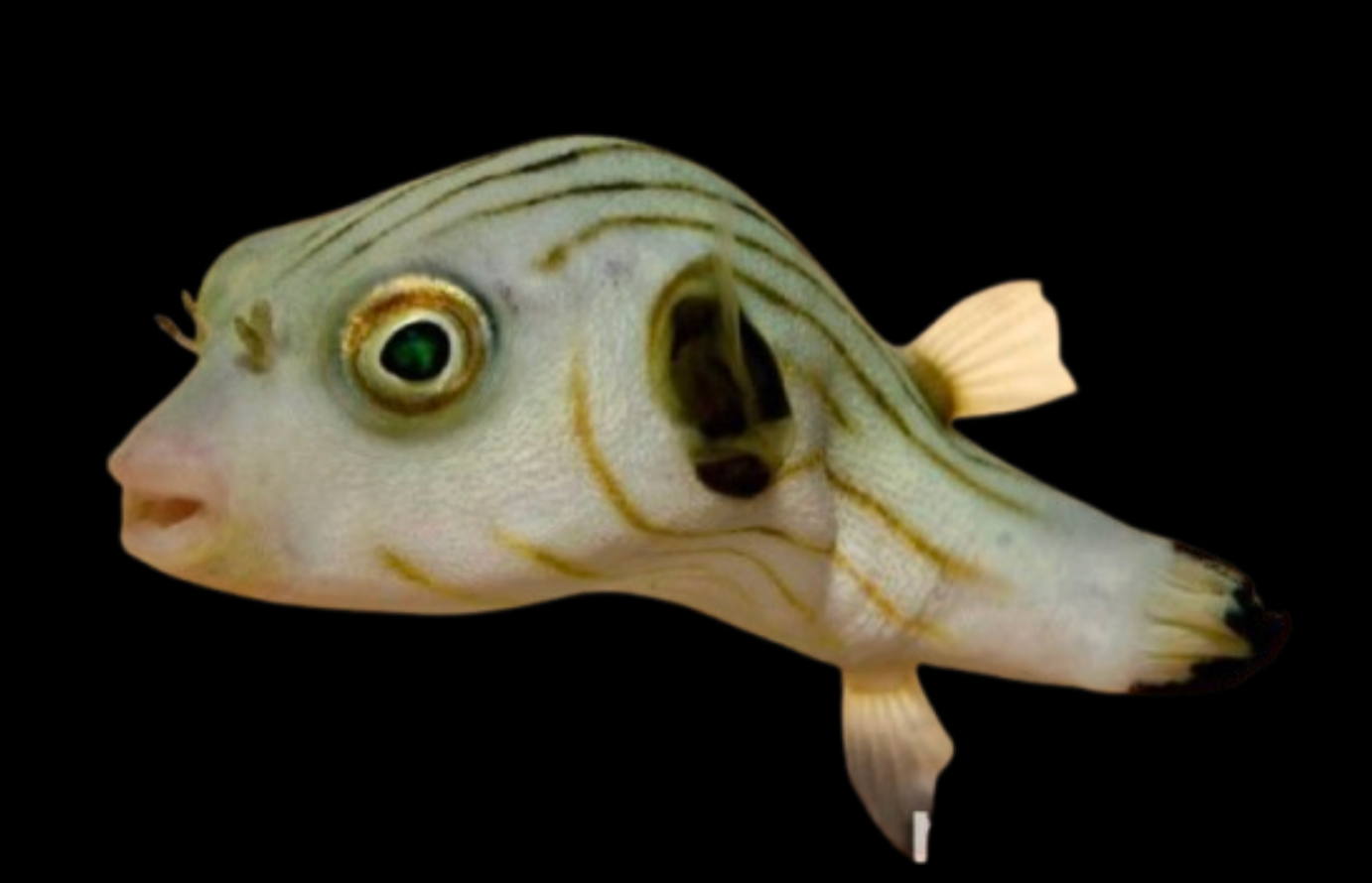 Narrow Lined Pufferfish
