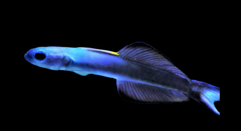 Scissortail Goby