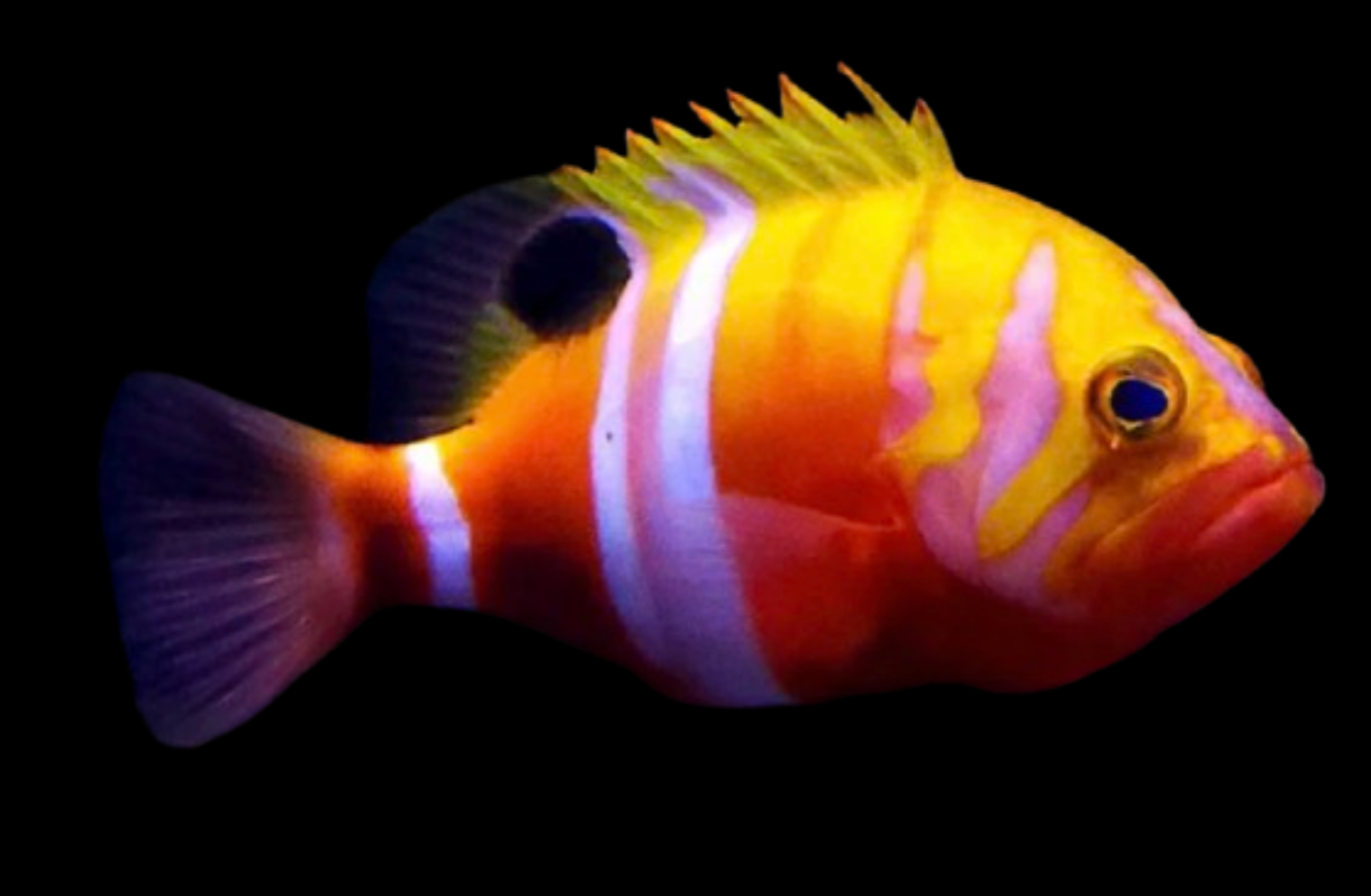 Neptune Grouper
