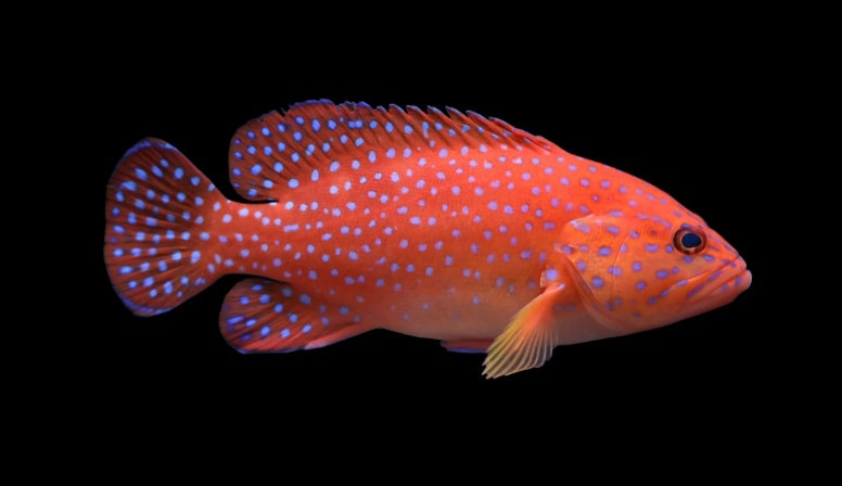 Miniatus Grouper
