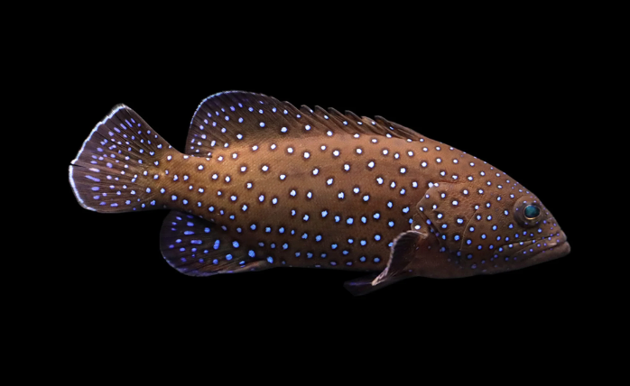 Blue Spotted Grouper