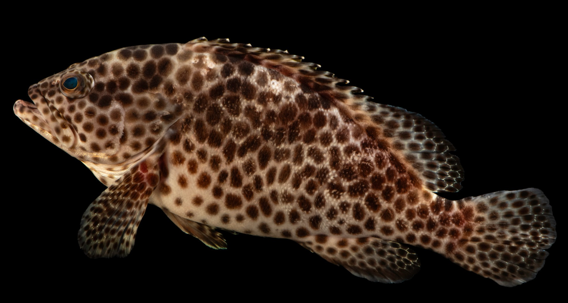 Honeycomb Grouper