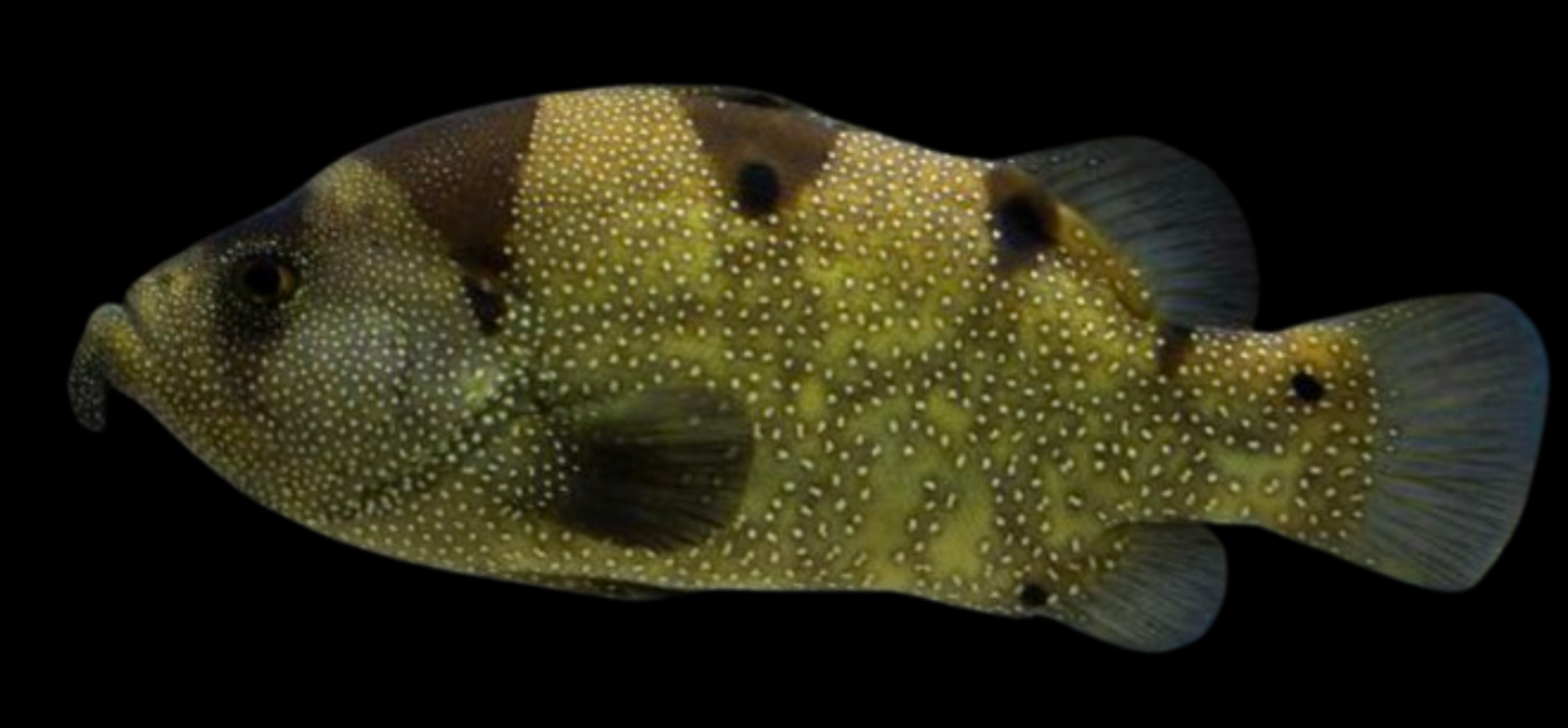 Spotted Soapfish Grouper
