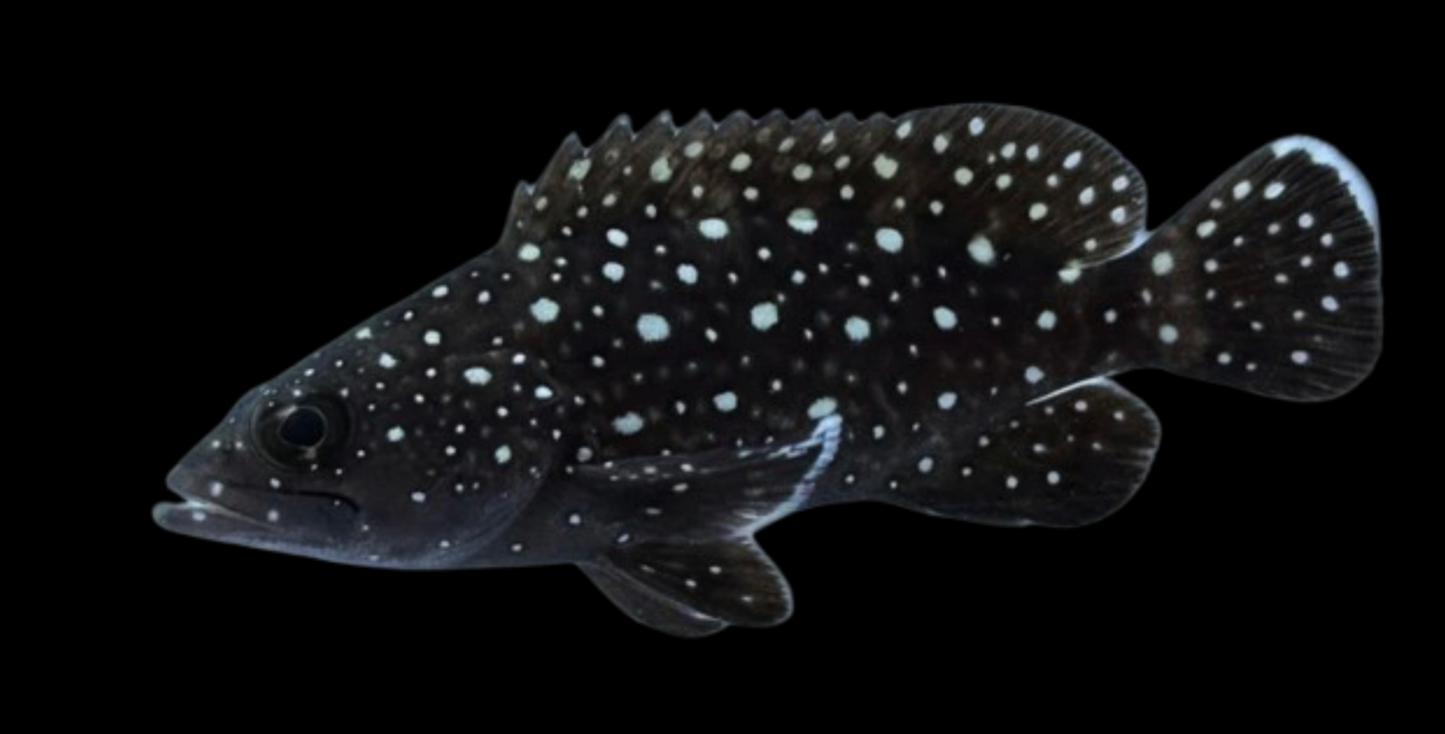 Whitespotted Grouper